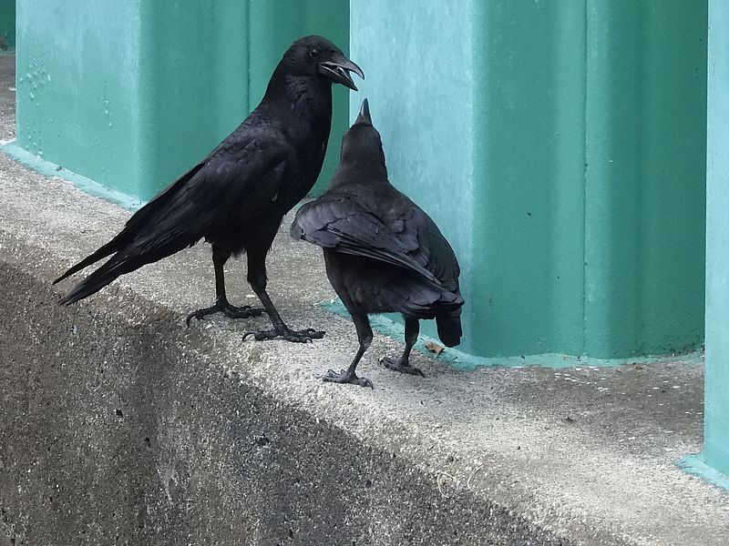 カラヤン