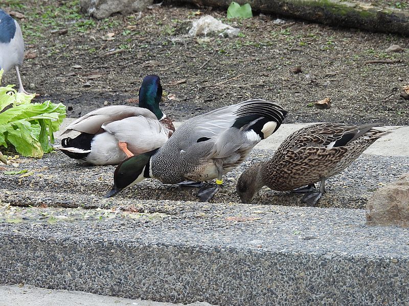 ヨシガモちゃんご夫妻とマガモちゃん