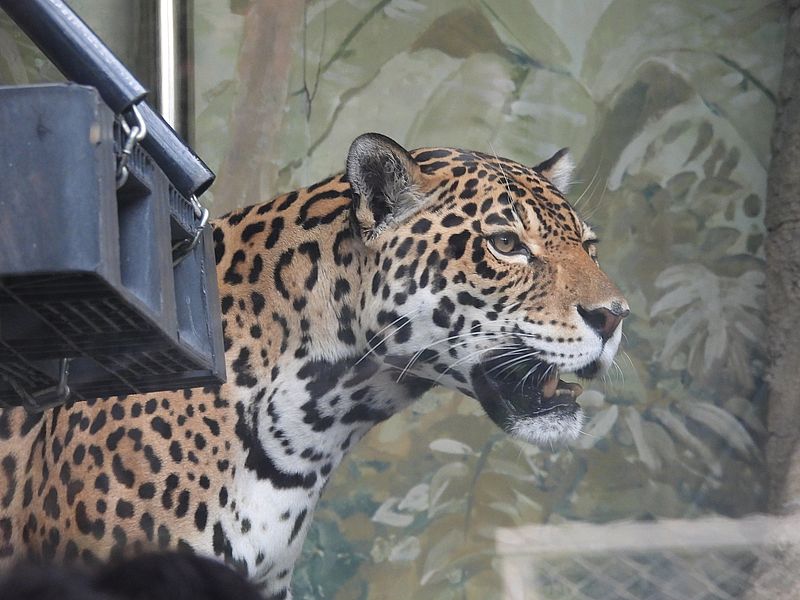 ジャガーさん