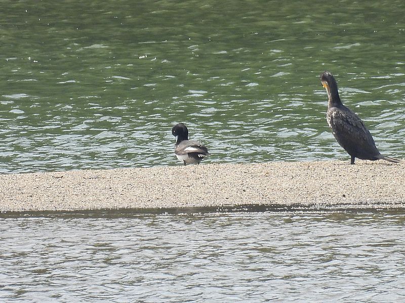 カワウちゃんとキンクロさん