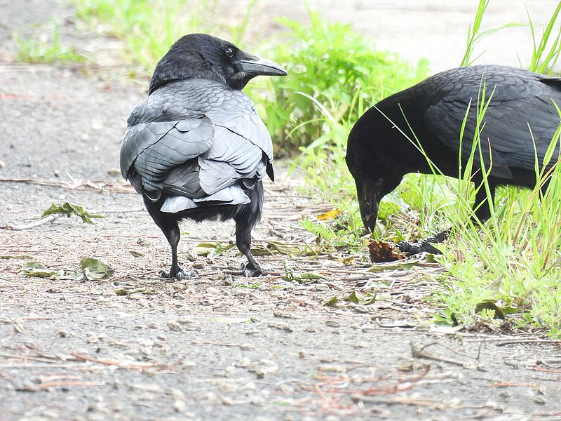 カラヤンご夫妻