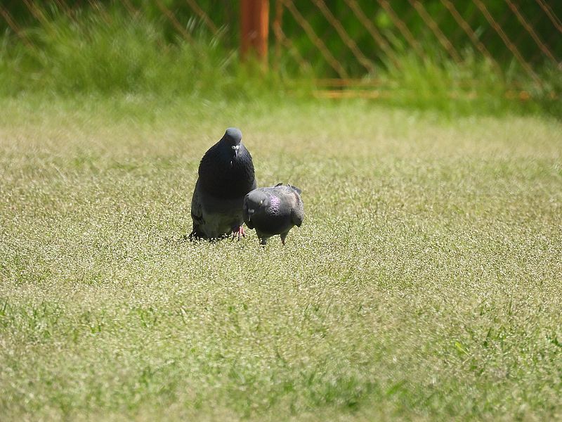 くるっぽー