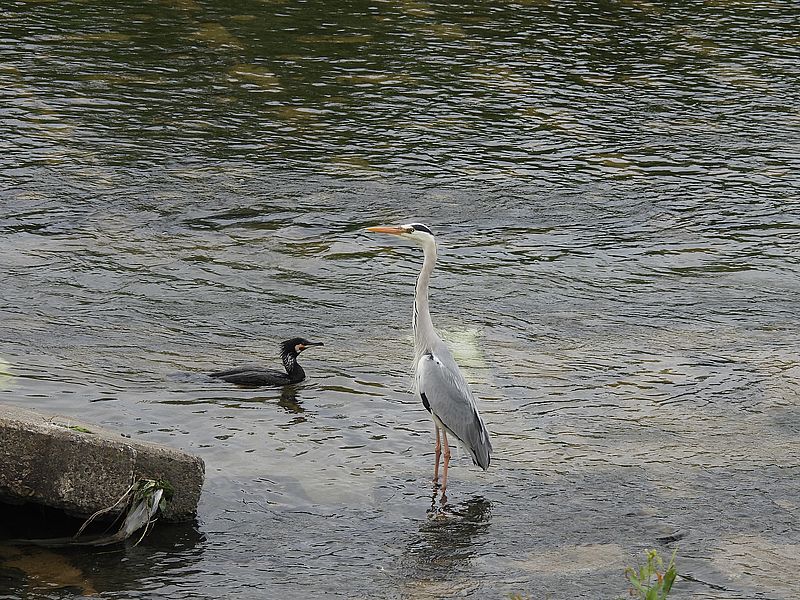 アオサギ先生とカワウちゃん