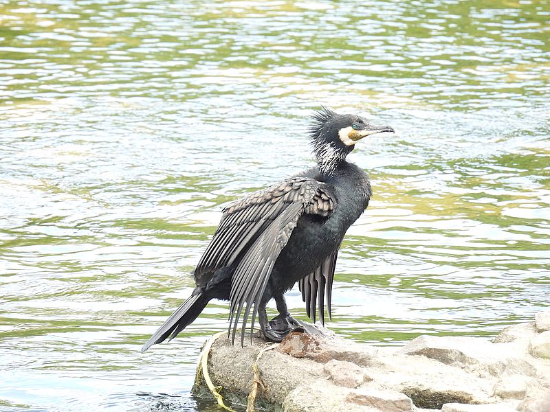 カワウちゃん