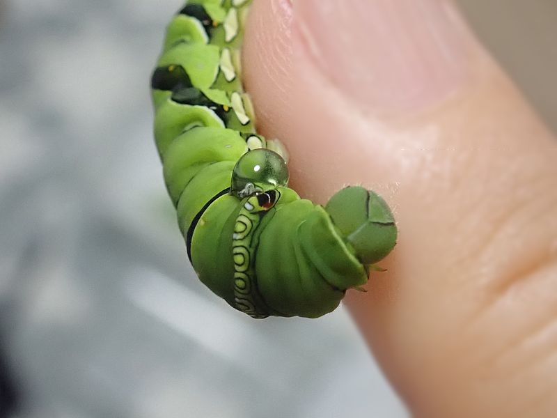 ナミアゲハの終齢芋ちゃん