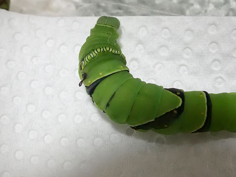 ナミアゲハの終齢芋ちゃん