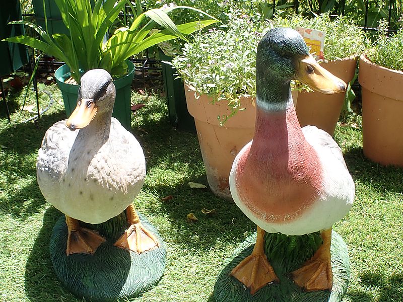 マガモご夫妻w