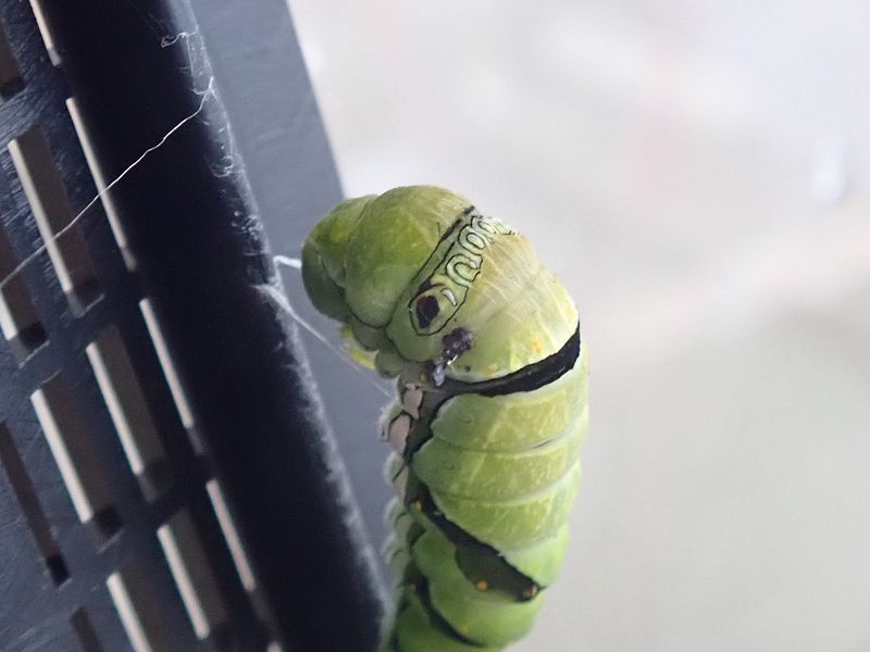 ナミアゲハの前蛹