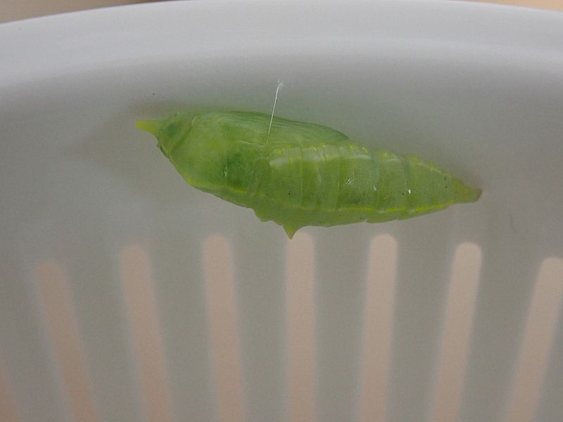 モンシロの蛹
