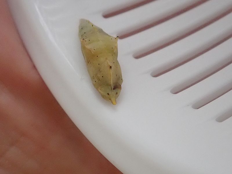 変色しとる