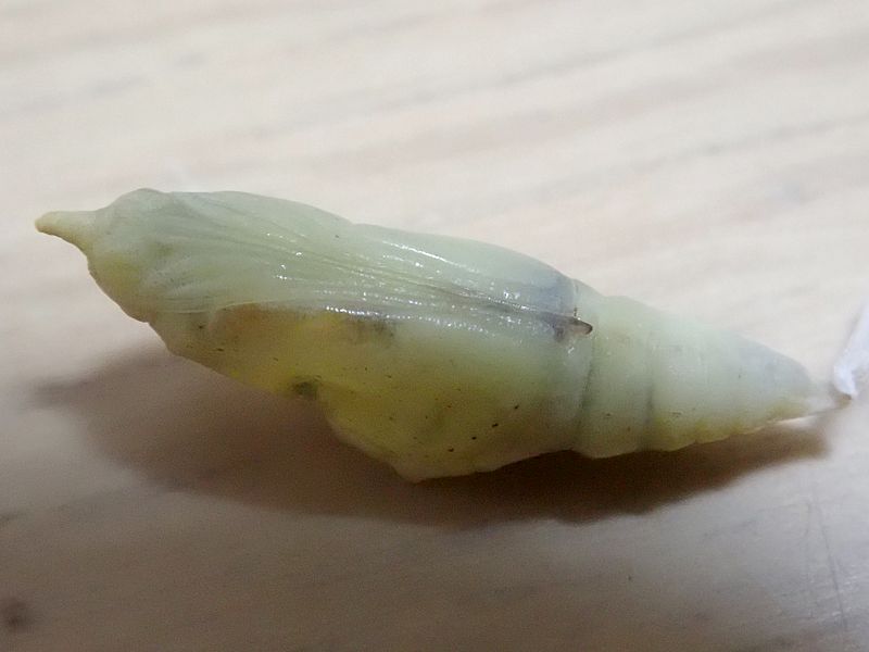 体が出来上がりつつある