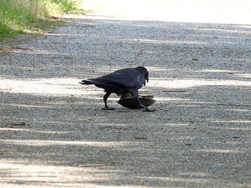 カラヤン