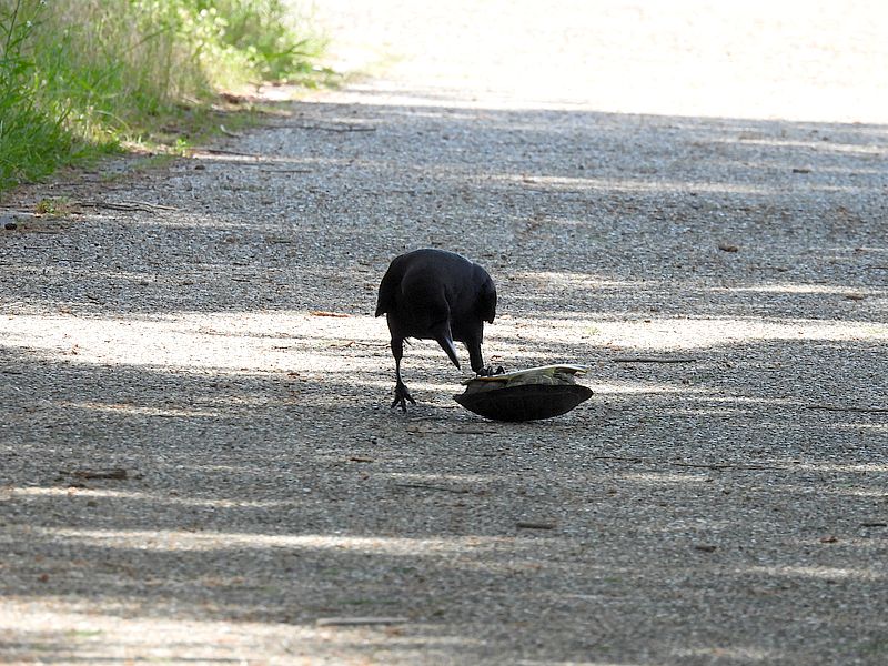 カラヤン