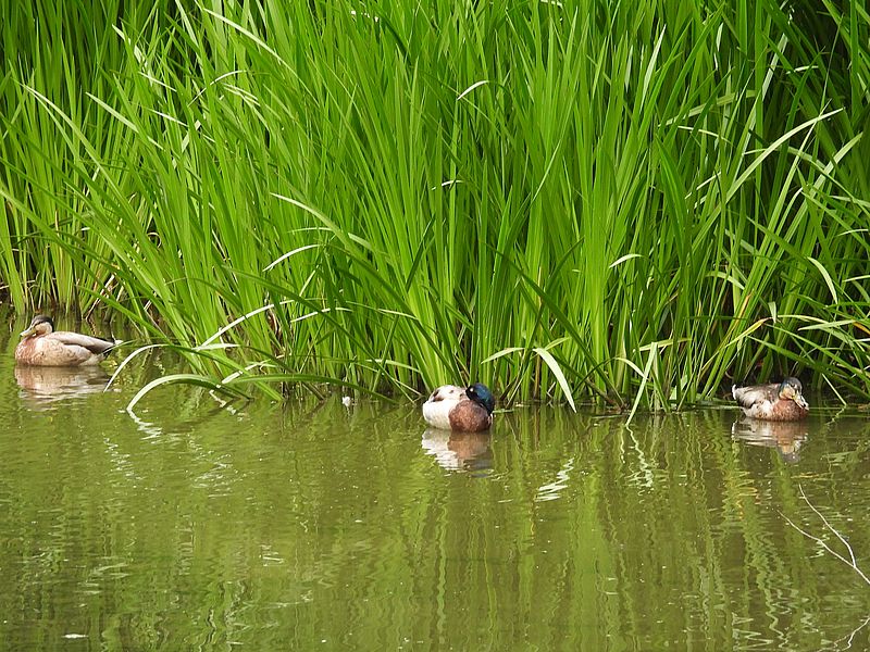 マルガモちゃん
