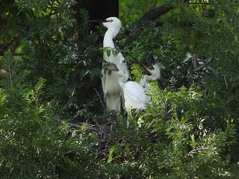 コサギちゃんご一家