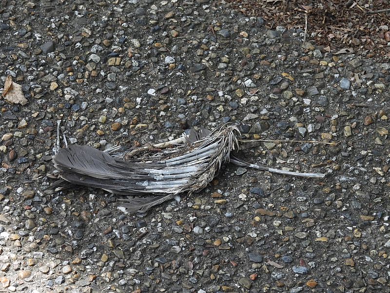 ホシゴイちゃんの残骸かなぁ