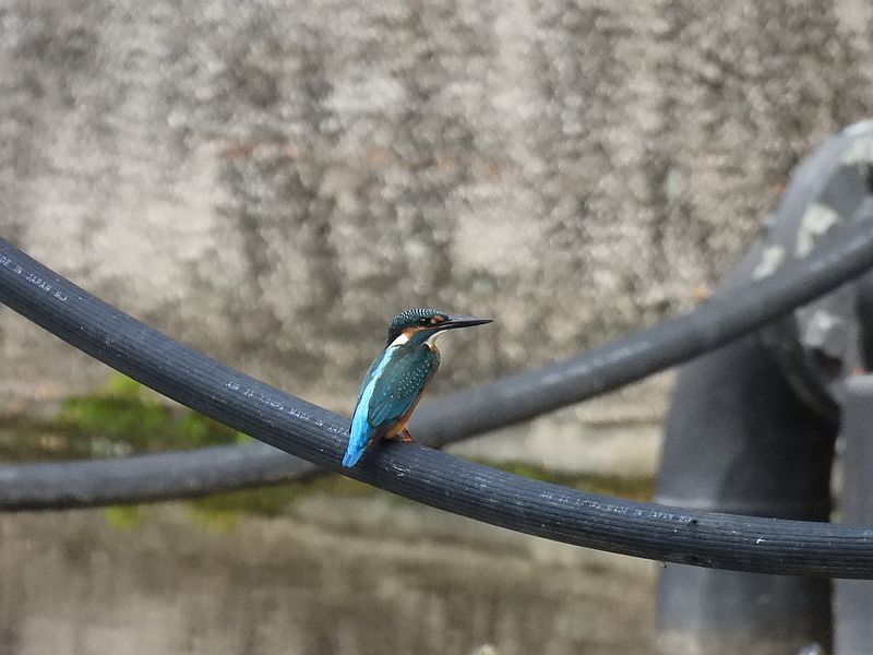 カワセミ若ちゃん
