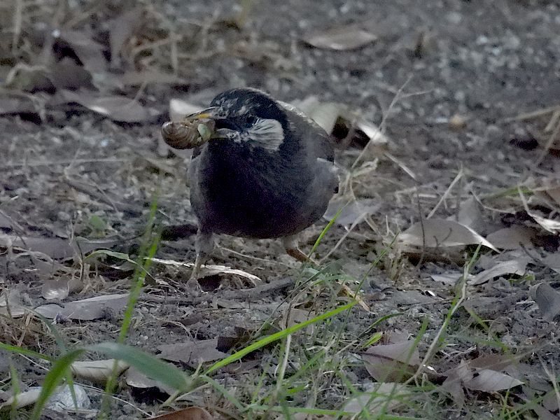 ムクちゃん