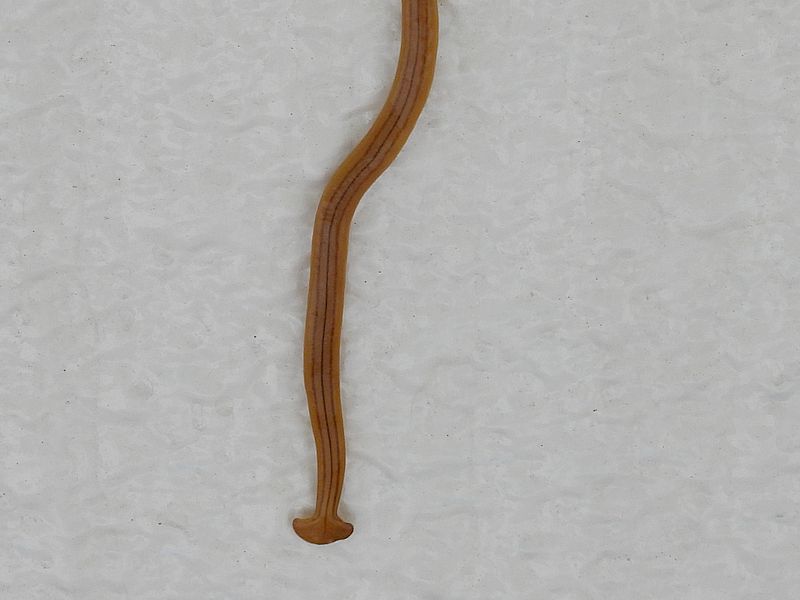 オオミスジコウガイビル
