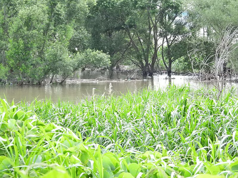 淀川河川公園
