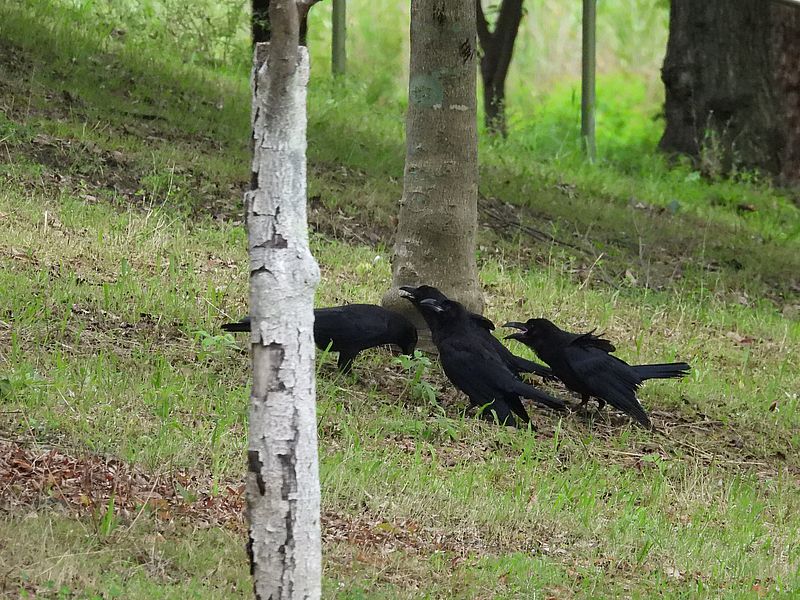 なんとなーくカラヤンの若ちゃん愚連隊かな?