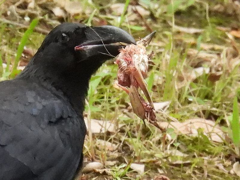 見せびらかすカラヤン