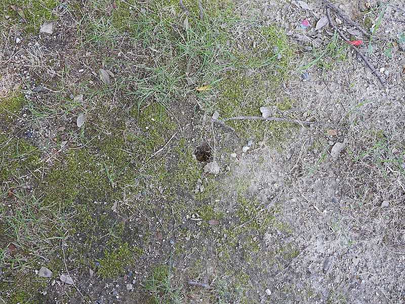 セミが出てきたあと