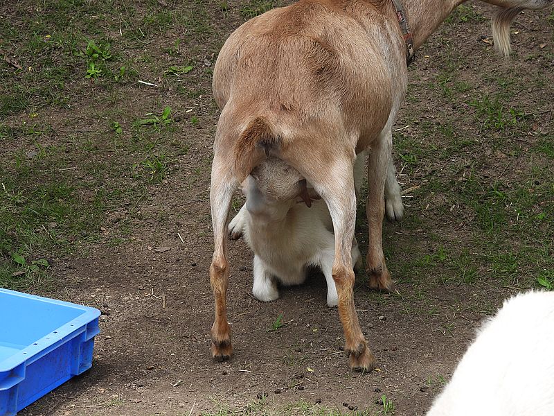 子ヤギとオカーチャンヤギちゃん