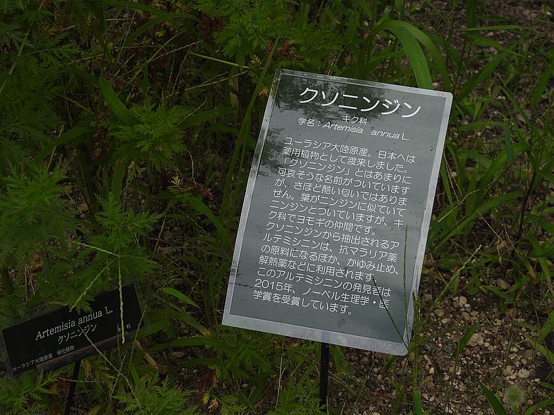 ヨモギの仲間らしい
でも見た感じニンジンだよねえ