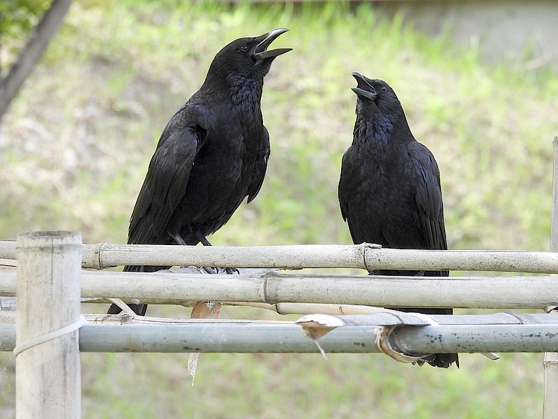カラヤンご夫妻かな
