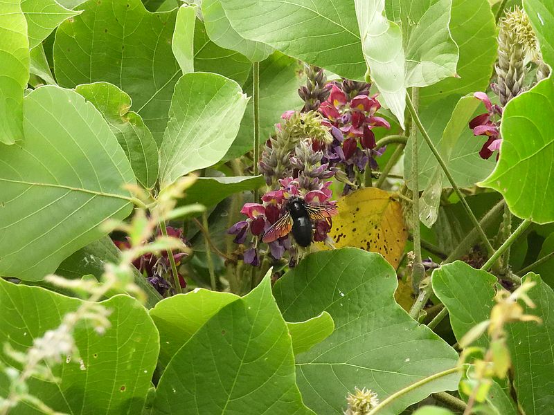 葛の花