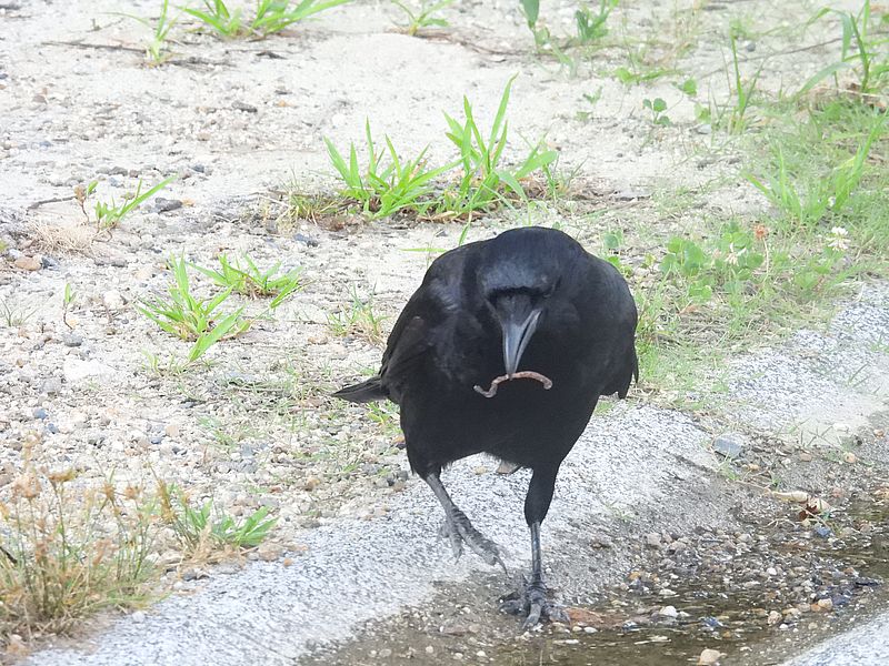 カラヤン