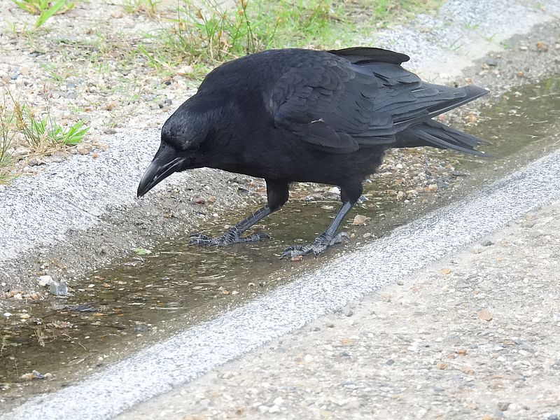 カラヤン