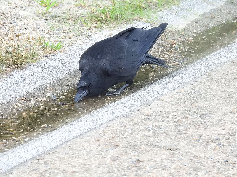 カラヤン