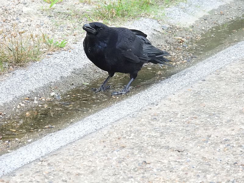 カラヤン