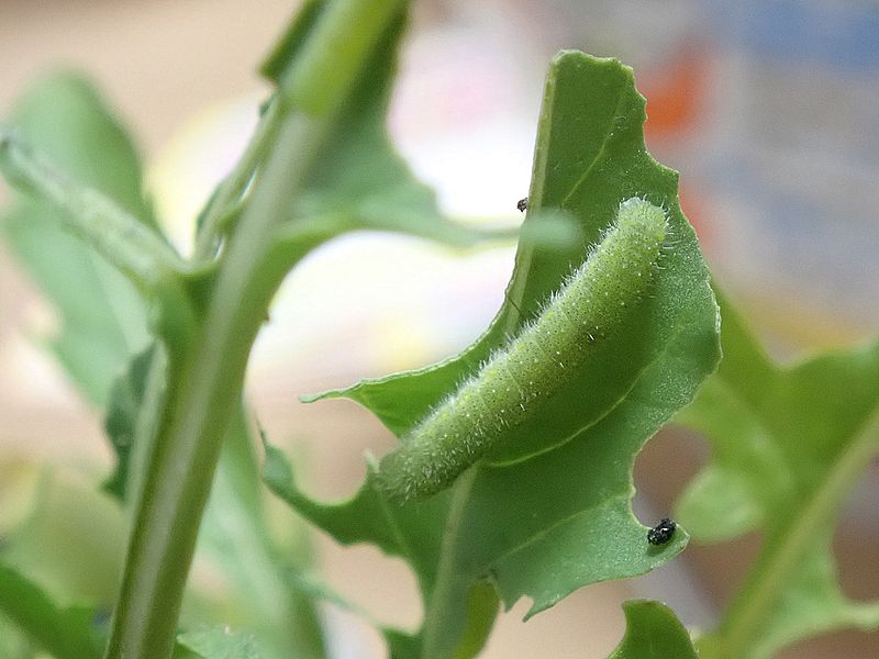 モンシロの芋ちゃん