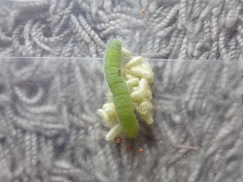くそ