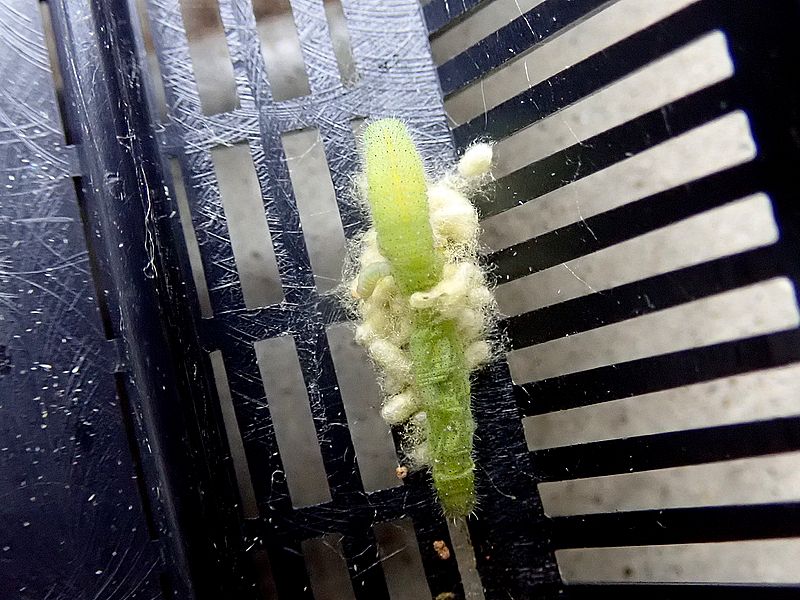 畜生