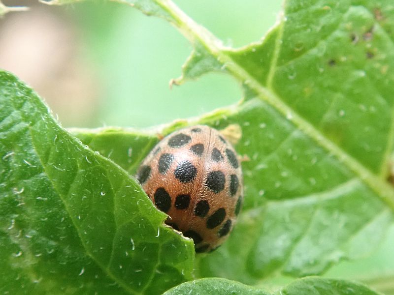 テントウムシダマシ