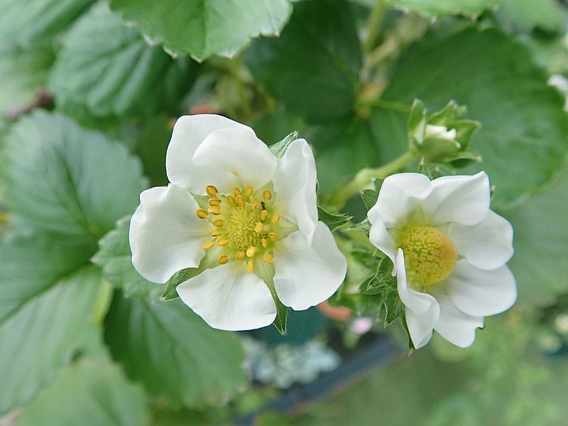 イチゴさんの花