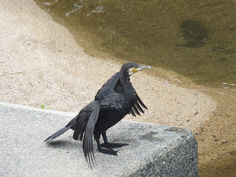 カワウちゃん