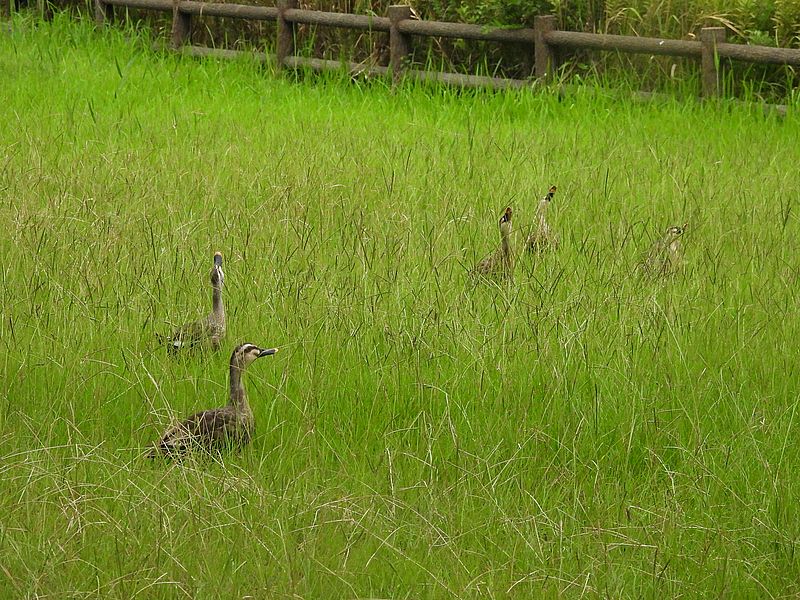 カルガモちゃんご一家