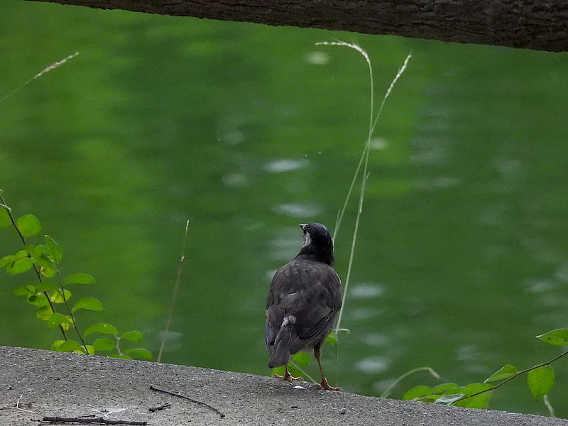 ムクちゃん