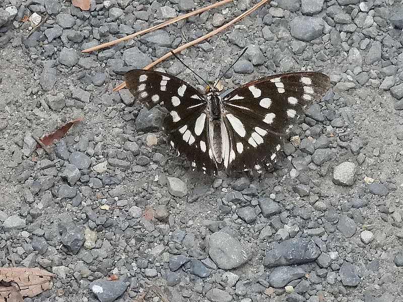 ゴマダラチョウちゃん