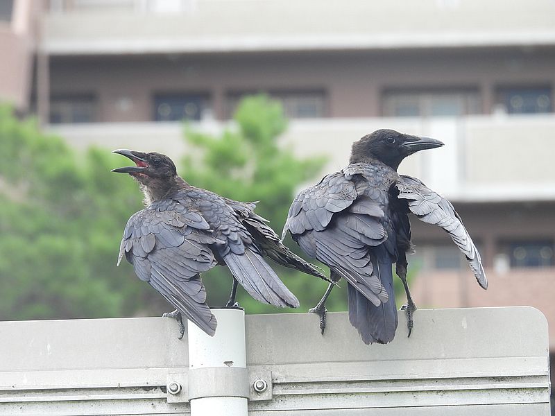 カラヤン