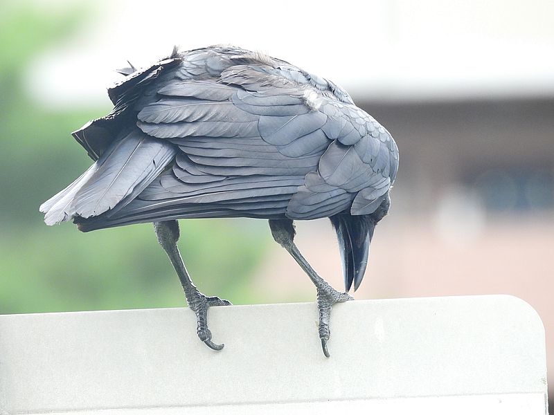 カラヤン