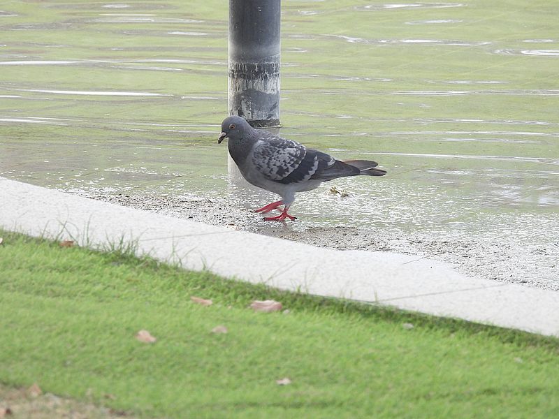 カワラバトさん