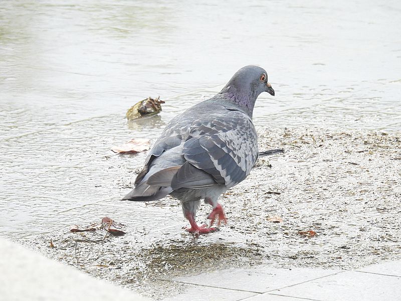 カワラバトさん
