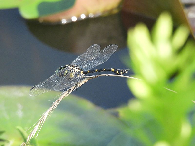 タイワンウチワヤンマさん