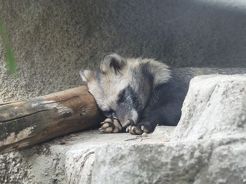 ホンドタヌキさん